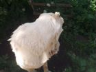 Среднеазиатская овчарка алабай объявление продам