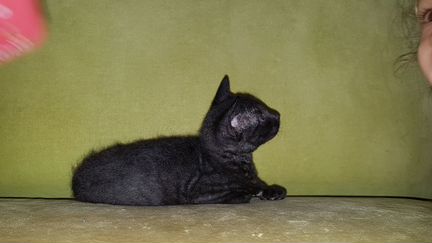 Чёрный котик
