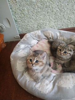 Шотландская вислоухая девочка