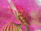Две красноухие черепахи с лампой аквариумом фильтр объявление продам