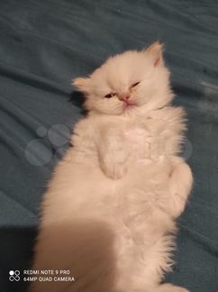 Персидская кот, возраст 3 месяца, мама шотлантка