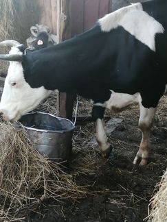 Коровы дойные молочные - фотография № 1