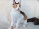 Мейн-кун котенок tropikanka