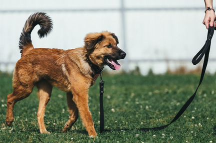 Щенок подросток в добрые руки