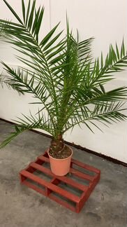 Финик Робелини 110 /120 см