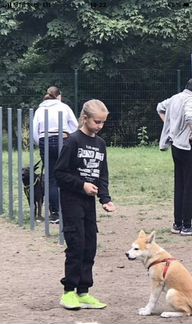 Выгул собак подработка