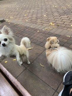 Передержка собак и кошек