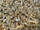 Пчеломатки Карника f1 объявление продам