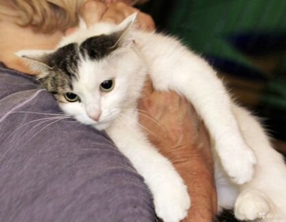 Роксолана - зеленоглазая девочка ищет дом