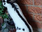 Кролики строкачи (нпв), французский баран объявление продам