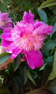 Пионы большие полноценные кусты