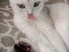 Шотландская вислоухая кошка в добрые руки бесплатн объявление продам
