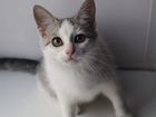 Котята котенок японский бобтейл объявление продам