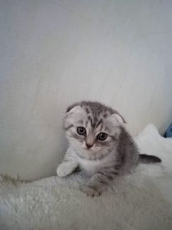 Шотландские