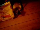 Молодой сиамский кот приглашает сиамских кошечек н