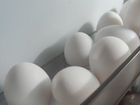 Яйца белые (свои:)