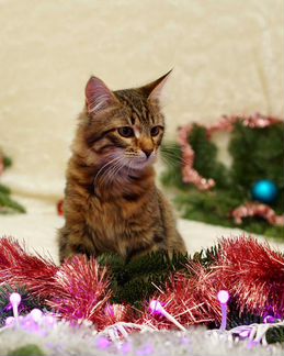 Котенок в добрые руки