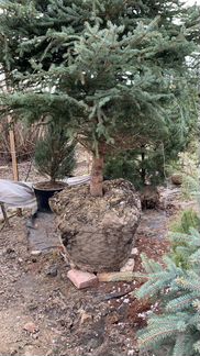 Ель Колючая Глаука 3.5 - 4.0 метра