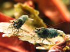 Креветки Taiwan Bee объявление продам