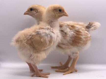 Раменский Комбикорм для бройлеров