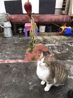 Котик в добрые руки