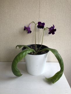 Цветы стрептокарпусы