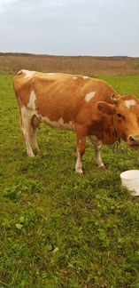 Коровы дойные молочные - фотография № 4