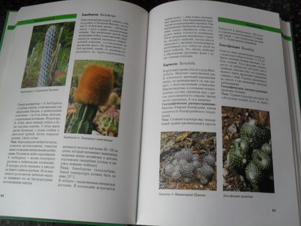 Кактусы в нашем доме книга Гюнтер Андерсон