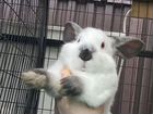 Кролики (калифорнийская порода) на племя объявление продам