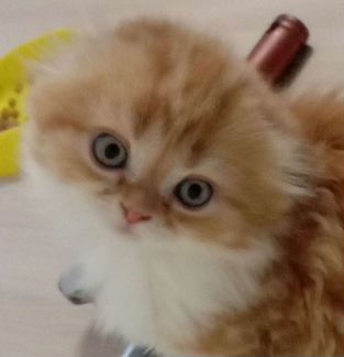 Умные котята