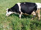 Корова дойная молочная, покрытая объявление продам