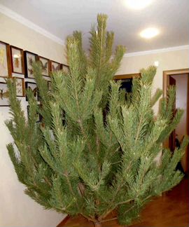 Сосна живая новогодняя 208-209см