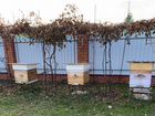 Продается пчелиная семья объявление продам