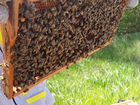 Пчелопакеты и матки
