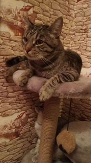 Котик