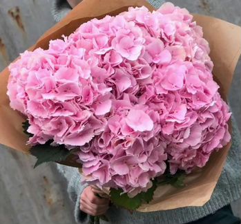 Гортензия розовая 5 шт