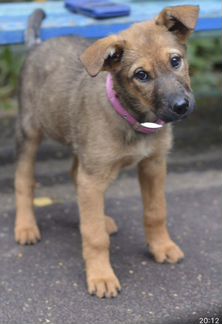 Умная ласковая щенок вырастет средняя