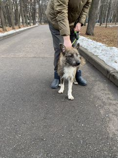 Собака в добрые руки