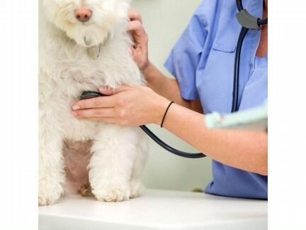 Ветеринарный врач. Ветеринар. Круглосуточно