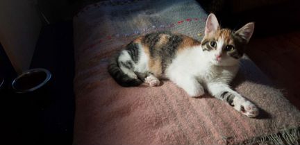 Котенок трехцветка 3мес привита