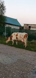 Корова дойная молочная - фотография № 2
