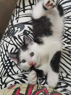 Котенок Оскар в добрые руки