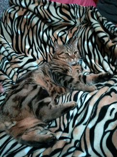 Котик на вязку
