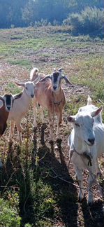 Нубийско-Зааненские козы - фотография № 2