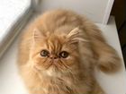 Персидский котенок(девочка) объявление продам