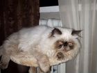 Персидский кот. Вязка
