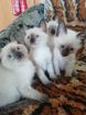 Продаю тайских котят объявление продам