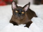 Последний Бурманский эко котенок из Черногории