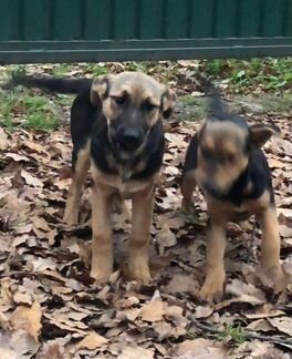 Щенки овчарки (метисы)