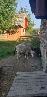 Овцы и бараны - фотография № 5